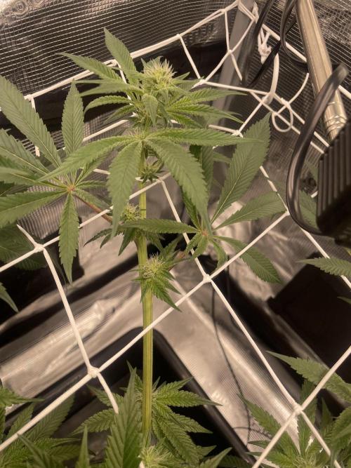 Ice Cream Cake. Week 11