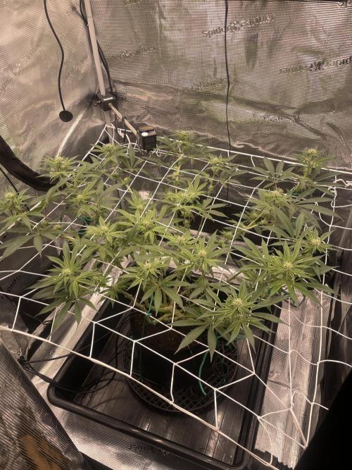 First 🌱💚. Week 11