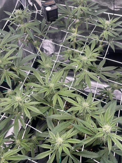 First 🌱💚. Week 11