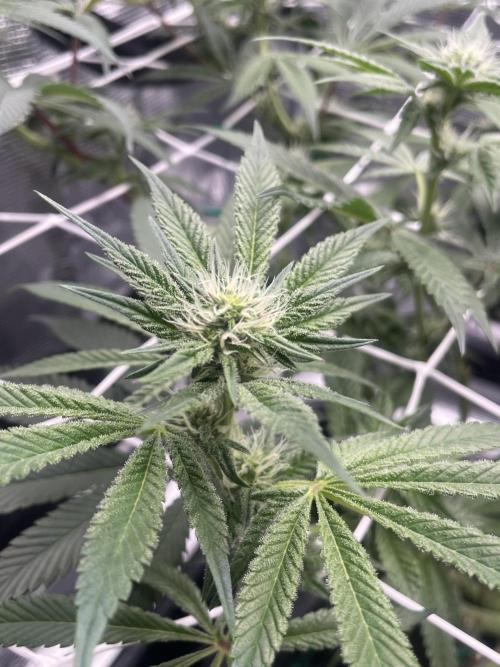 First 🌱💚. Week 11