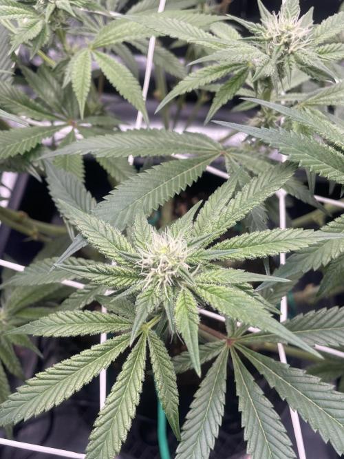 First 🌱💚. Week 11