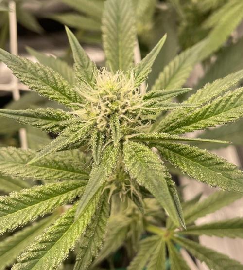 First 🌱💚. Week 11