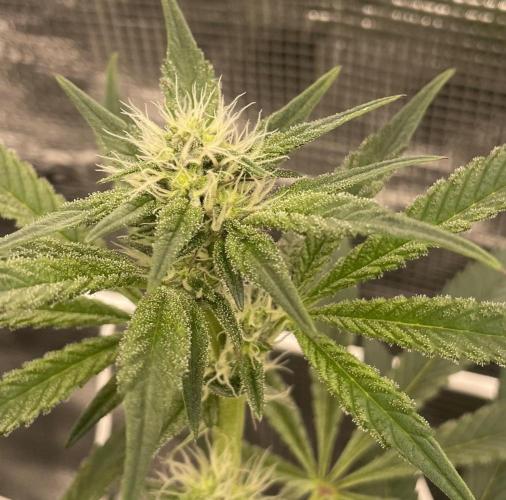 First 🌱💚. Week 11