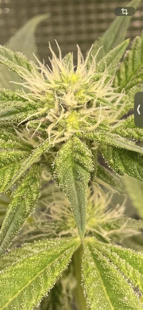 First 🌱💚. Week 11