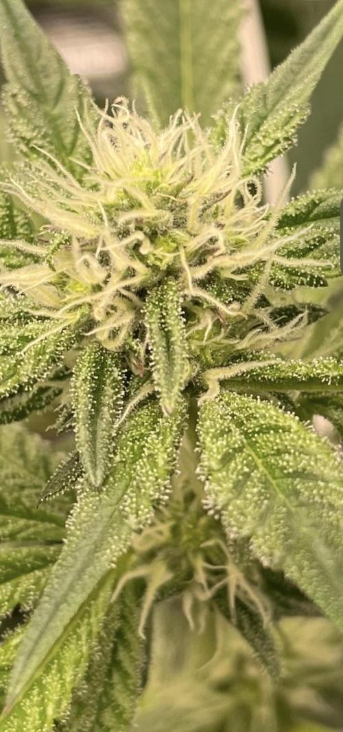 First 🌱💚. Week 11