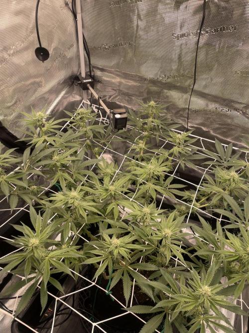 First 🌱💚. Week 11
