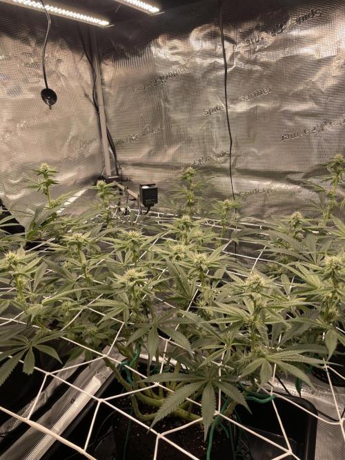 First 🌱💚. Week 11