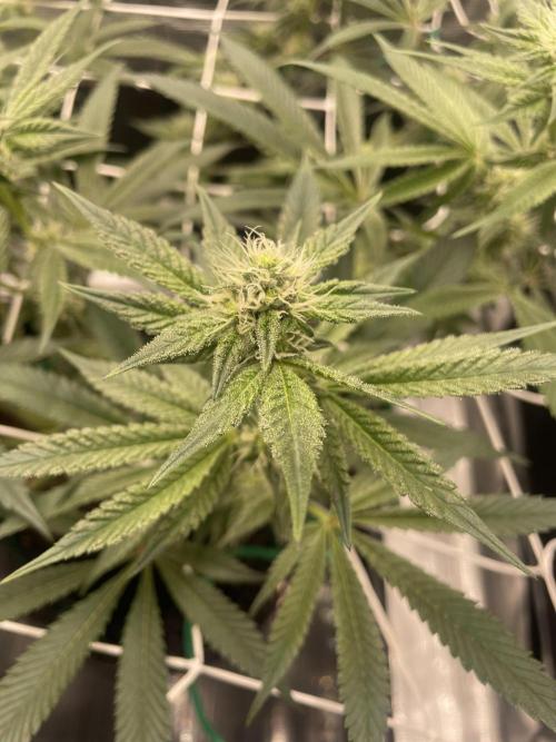 First 🌱💚. Week 11