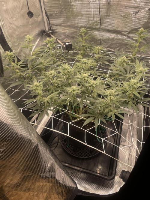 First 🌱💚. Week 11