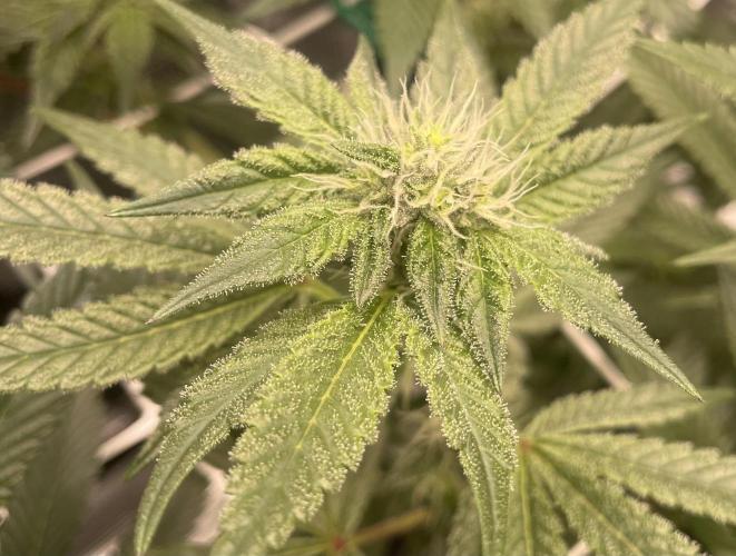 First 🌱💚. Week 11