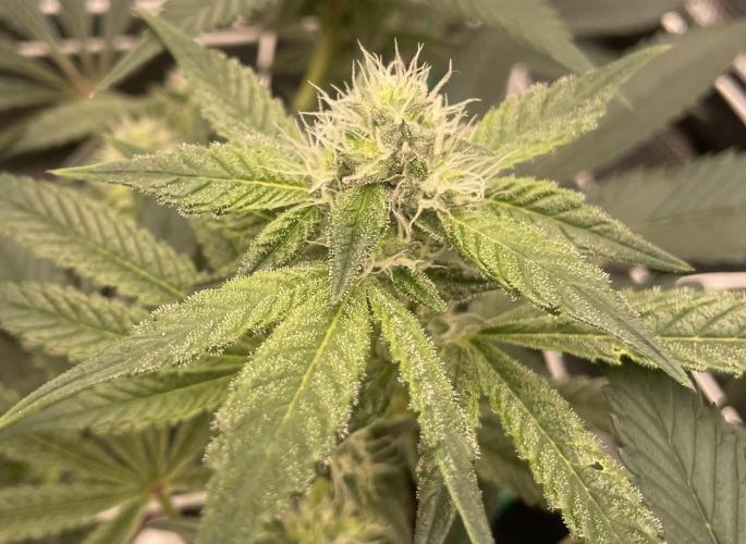 First 🌱💚. Week 11