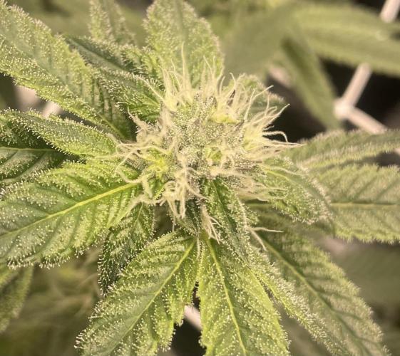 First 🌱💚. Week 12