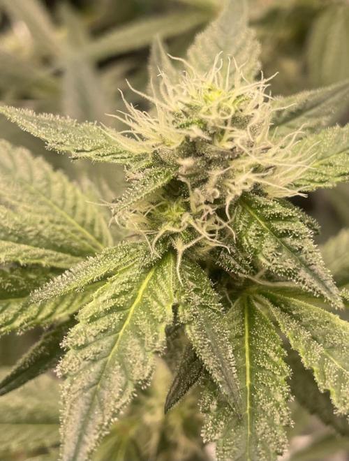 First 🌱💚. Week 12
