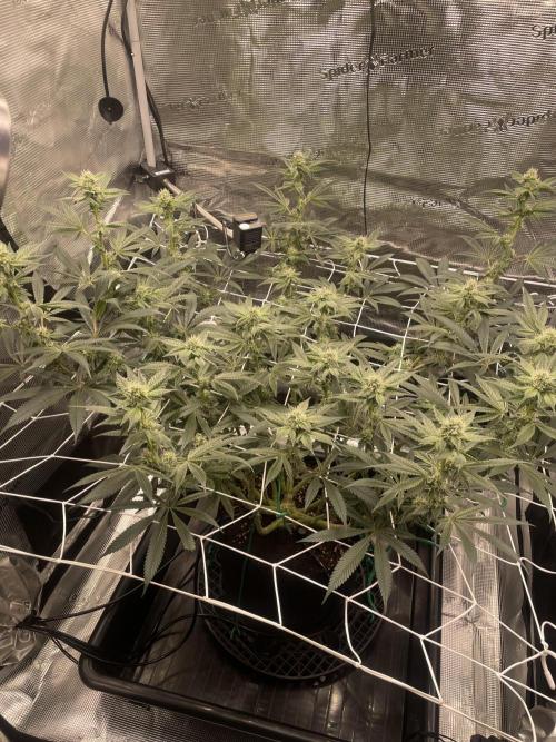 First 🌱💚. Week 12