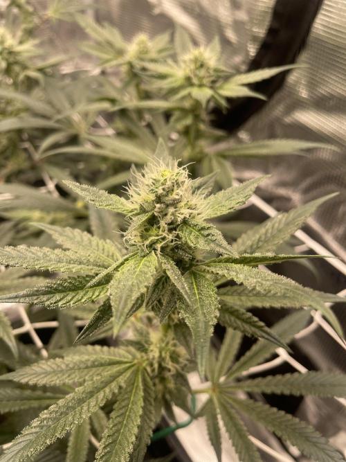 First 🌱💚. Week 12