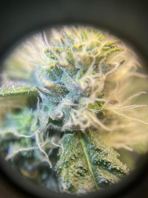 First 🌱💚. Week 12