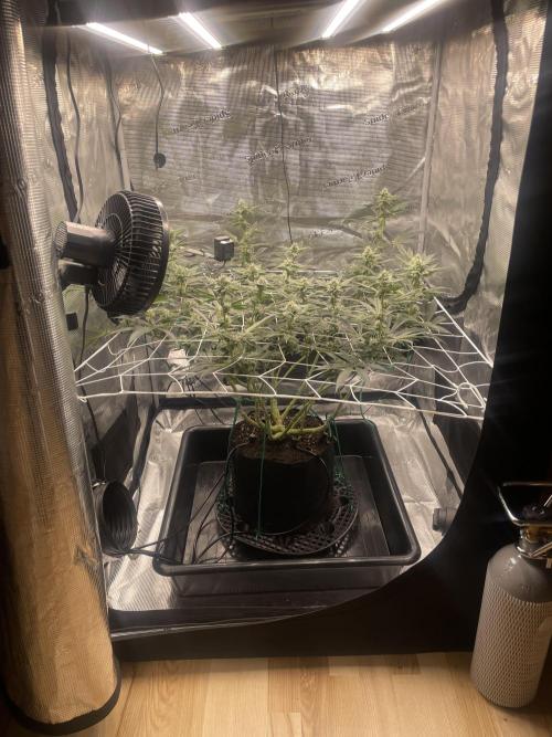 First 🌱💚. Week 12