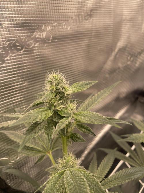 First 🌱💚. Week 12