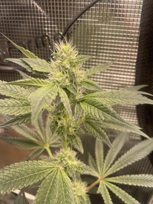 First 🌱💚. Week 12