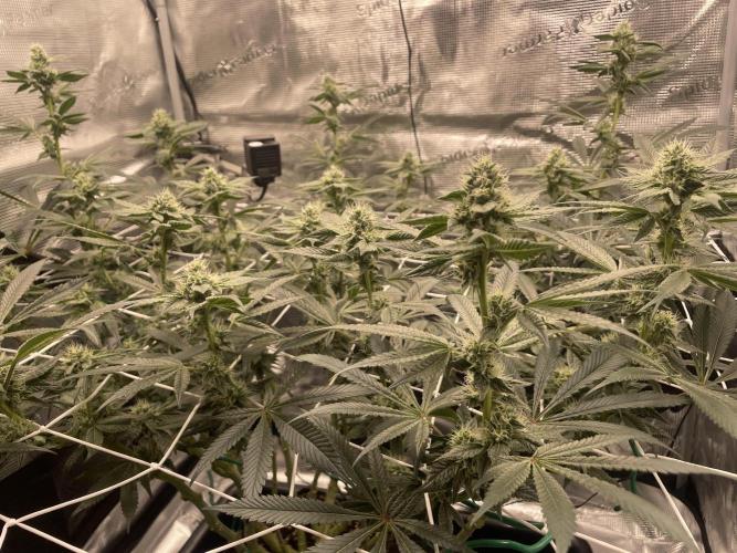 First 🌱💚. Week 12
