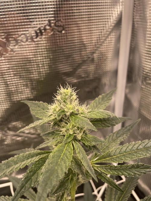 First 🌱💚. Week 12