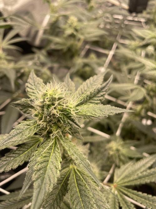 First 🌱💚. Week 12
