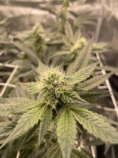 First 🌱💚. Week 12