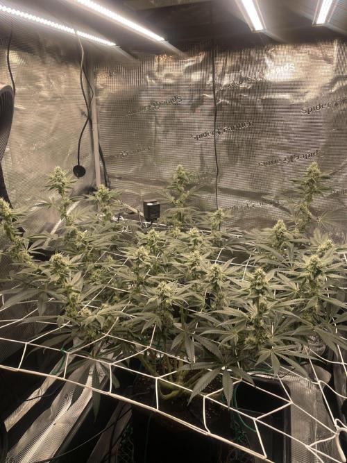 First 🌱💚. Week 12