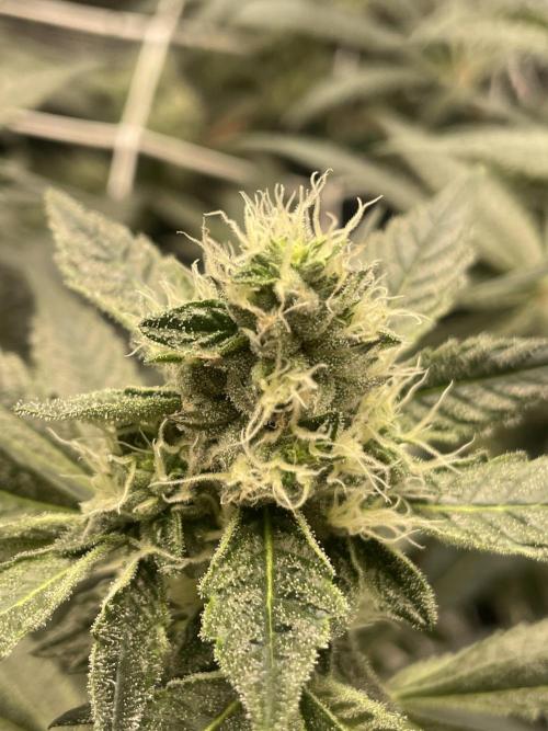 First 🌱💚. Week 12