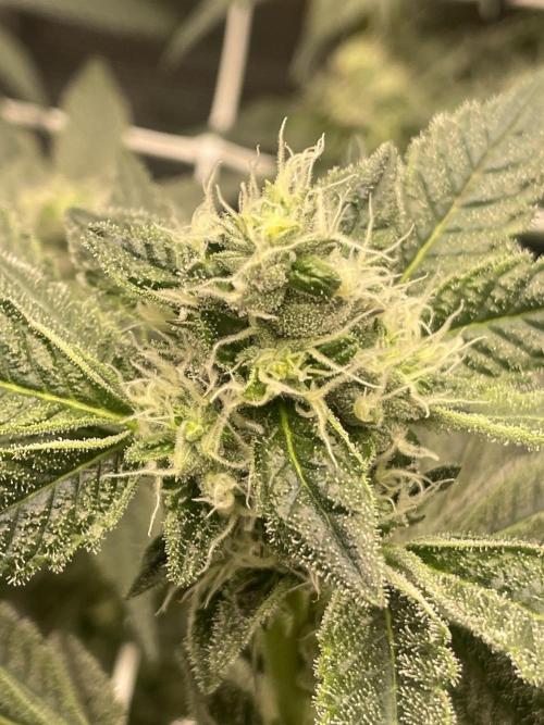 First 🌱💚. Week 12
