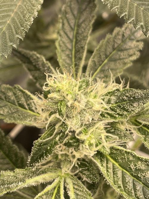 First 🌱💚. Week 12