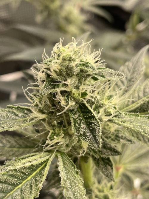 First 🌱💚. Week 12