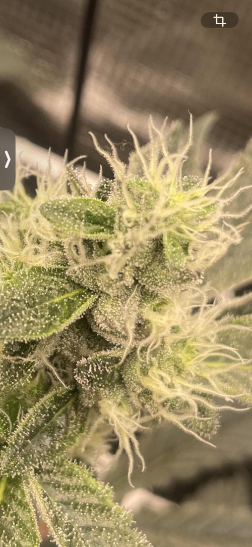First 🌱💚. Week 13