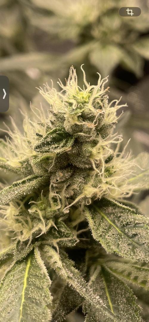 First 🌱💚. Week 13