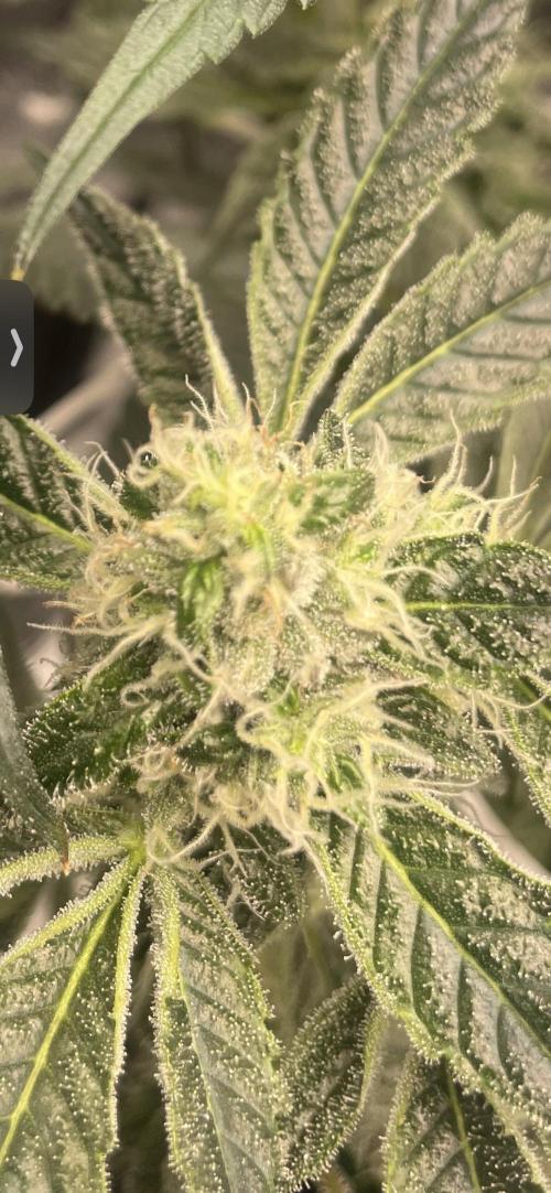 First 🌱💚. Week 13