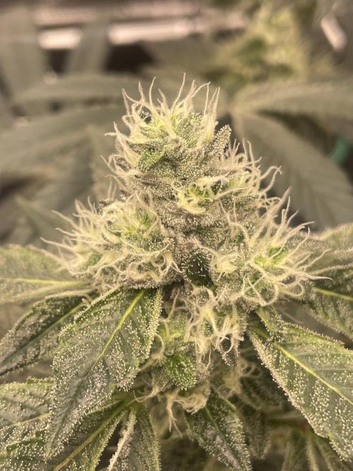 First 🌱💚. Week 13