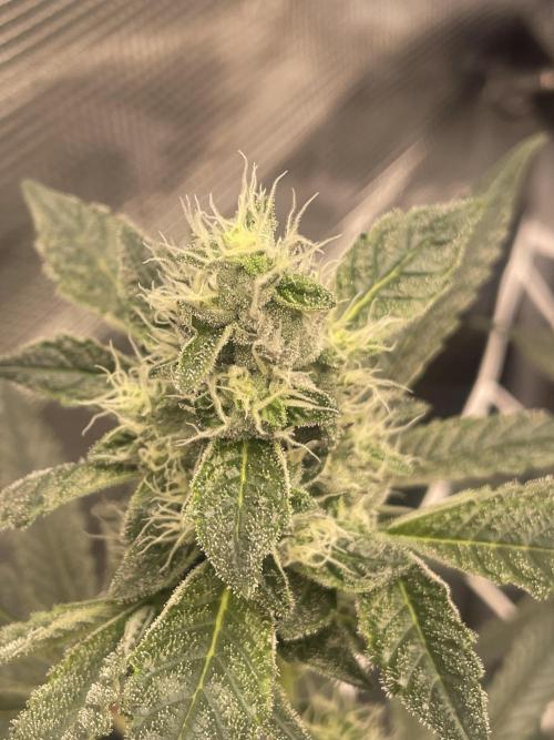 First 🌱💚. Week 13