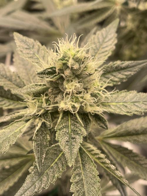 First 🌱💚. Week 13