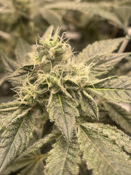 First 🌱💚. Week 13