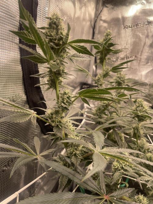 First 🌱💚. Week 13