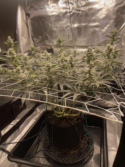 First 🌱💚. Week 13