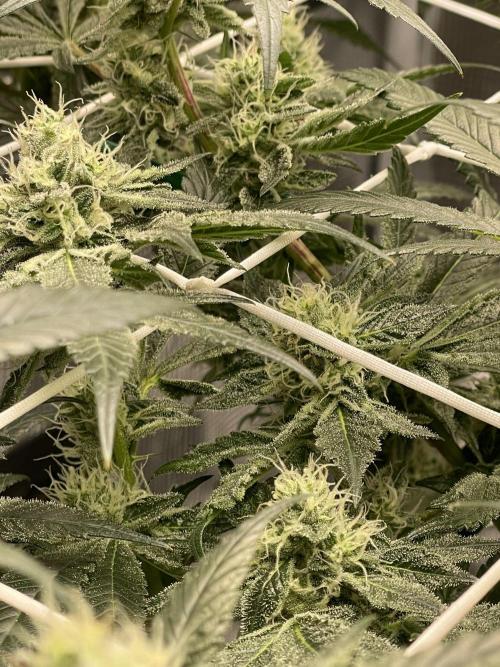 First 🌱💚. Week 13
