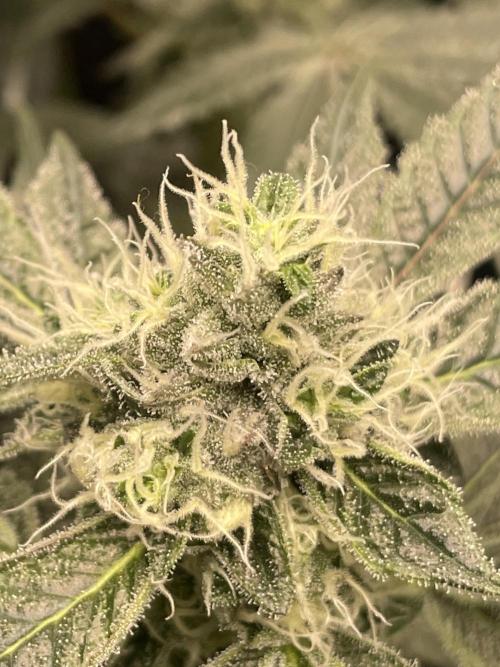 First 🌱💚. Week 13