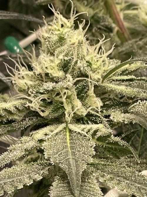 First 🌱💚. Week 13