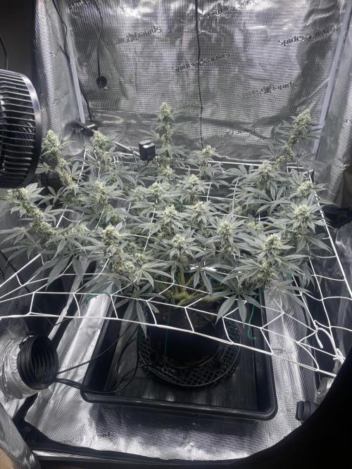 First 🌱💚. Week 13