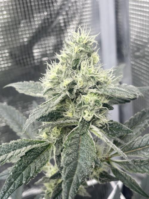 First 🌱💚. Week 13