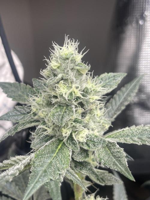 First 🌱💚. Week 13