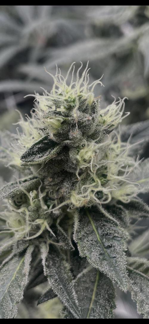 First 🌱💚. Week 13