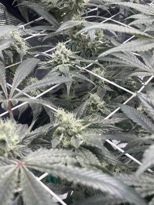 First 🌱💚. Week 13