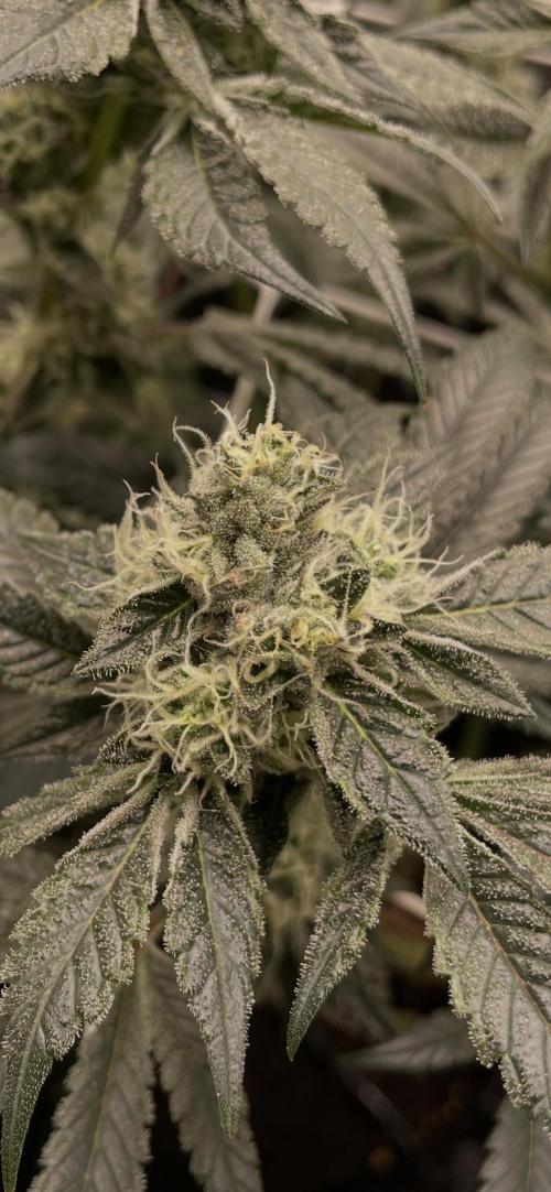 First 🌱💚. Week 14